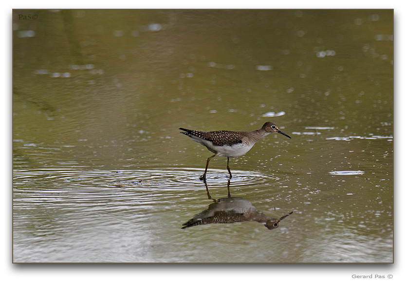 Solitary Sandpiper _DSC25485.JPG - click to enlarge image