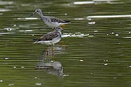 Greater Yellowlegs Sandpiper - click to enlarge