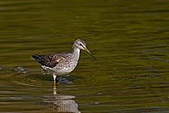 Greater Yellowlegs Sandpiper - click to enlarge
