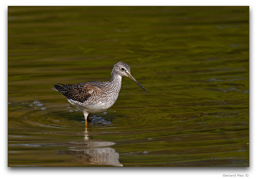 Greater Yellowlegs _DSC25697.JPG - click to enlarge image