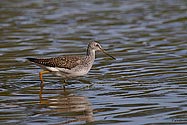 Greater Yellowlegs Sandpiper - click to enlarge