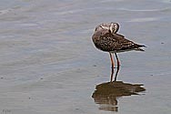 Greater Yellowlegs Sandpiper - click to enlarge