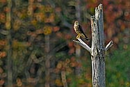 Merlin Falcon - click to enlarge