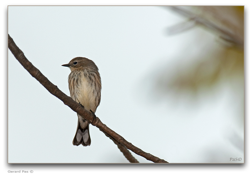 Yellow-rumped Warbler _DSC25882.JPG - click to enlarge image