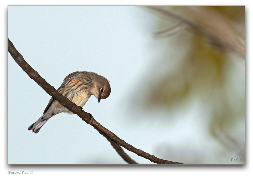 Yellow-rumped Warbler _DSC25887.JPG - click to enlarge image
