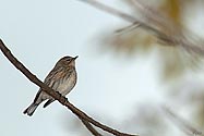 Yellow-rumped Warbler - click to enlarge