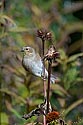 American Goldfinch - click to advance