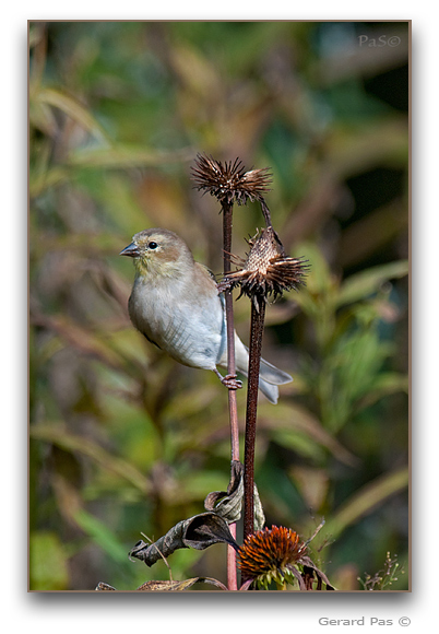 Eastern / American Finch _DSC25980.JPG - click to enlarge image