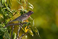 House Finch (male) - click to enlarge