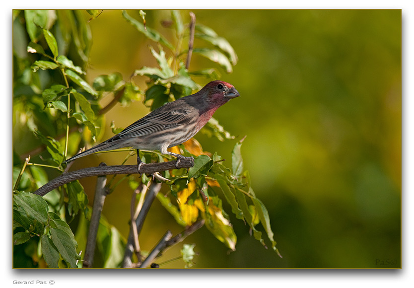 House Finch _DSC26083.JPG - click to enlarge image