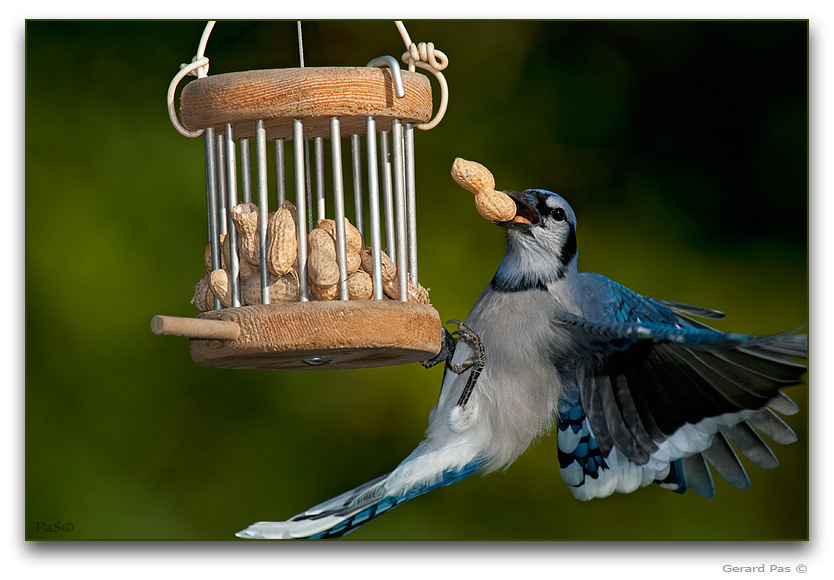 Blue Jay _DSC26086.JPG - click to enlarge image