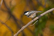 Black-capped Chickadee - click to enlarge