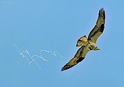 Look Out Osprey - click to enlarge