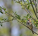 Song Sparrow - click to enlarge