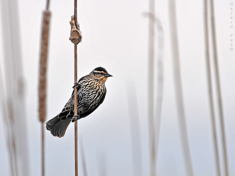 Red-winged Blackbird - female _DSC2764.JPG - click to enlarge image