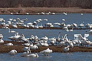 Tundra Swan - click to enlarge