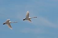Tundra Swan in flight - click to enlarge