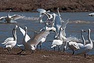 Tundra Swan - click to enlarge