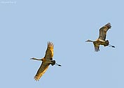 Sandhill Crane in flight - click to enlarge