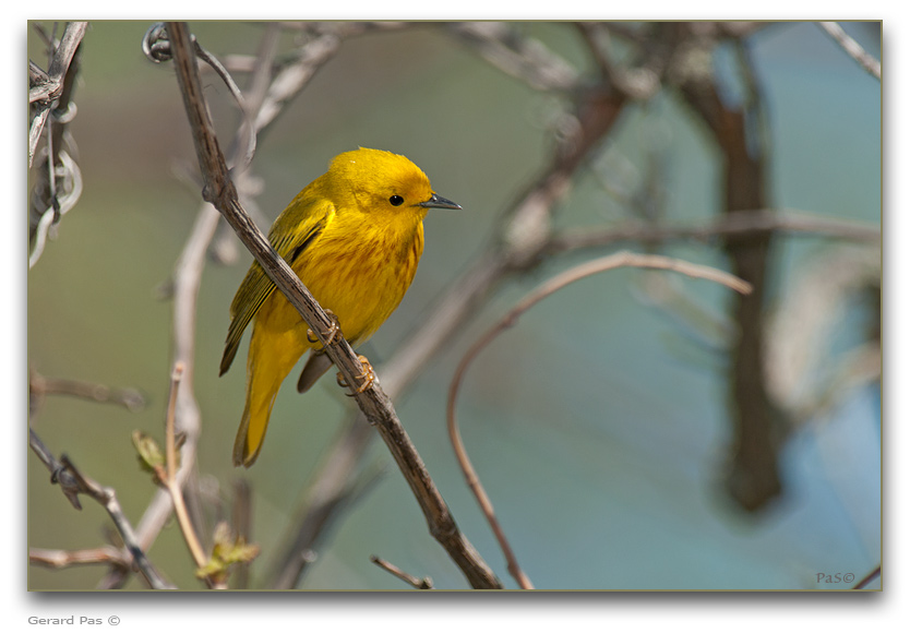 Yellow Warbler _DSC28363.JPG - click to enlarge image