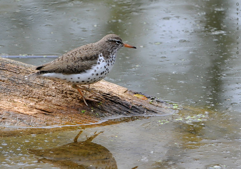 Spotted Sandpiper _DSC2841.JPG - click to enlarge image