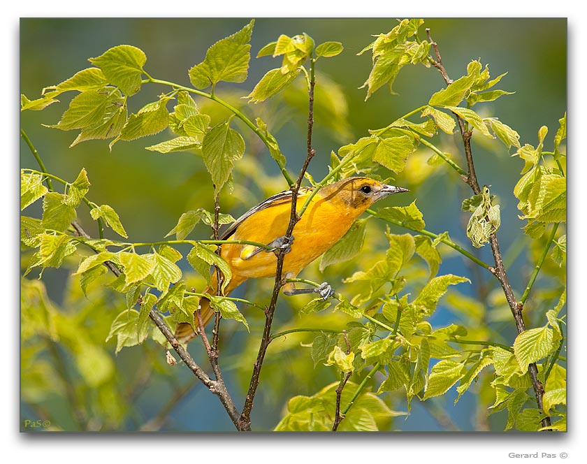 Northern Oriole - female _DSC20042.JPG - click to enlarge image