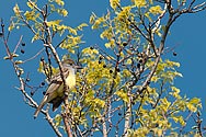 Great Crested Flycatcher - click to enlarge