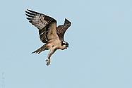 Osprey in flight - click to enlarge