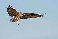 Osprey in flight - click to enlarge