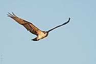 Osprey in flight - click to enlarge