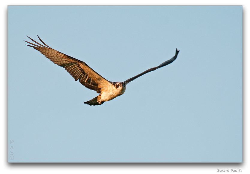 Osprey in flight _DSC2929516.JPG - click to enlarge image