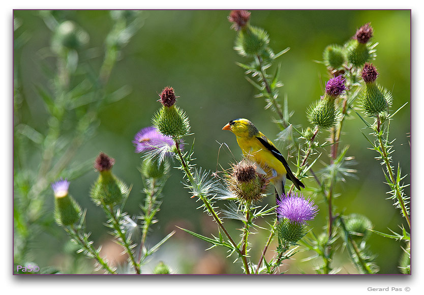 Eastern / American Goldfinch _DSC9965.JPG - click to enlarge image