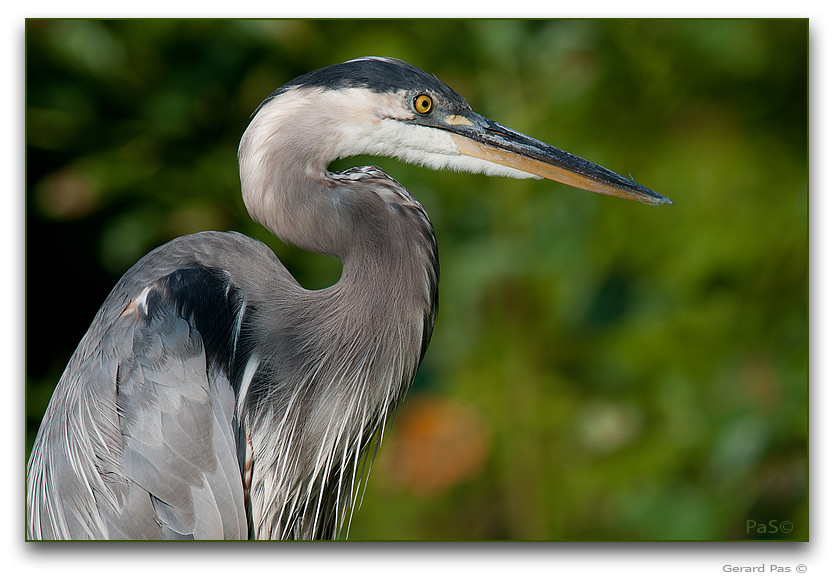 Great Blue Heron _DSC30199.JPG - click to enlarge image