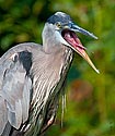 Great Blue Heron- click to enlarge