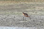 Marbled Godwit - click to enlarge