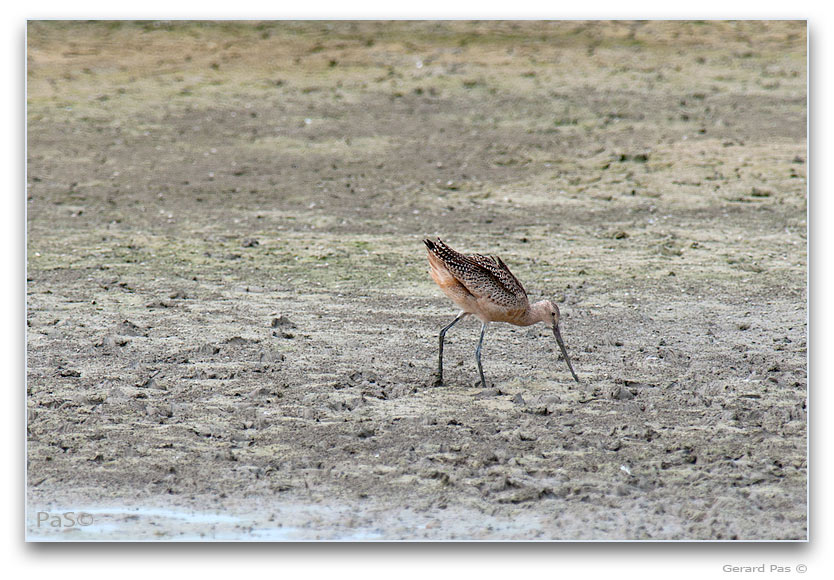 Marbled Godwit _DSC30397.JPG - click to enlarge image
