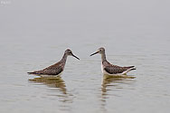 Greater Yellowlegs Sandpiper - click to enlarge