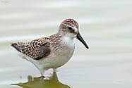 Baird's Sandpiper - click to enlarge