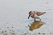 Baird's Sandpiper - click to enlarge
