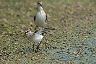 Baird's Sandpiper - click to enlarge
