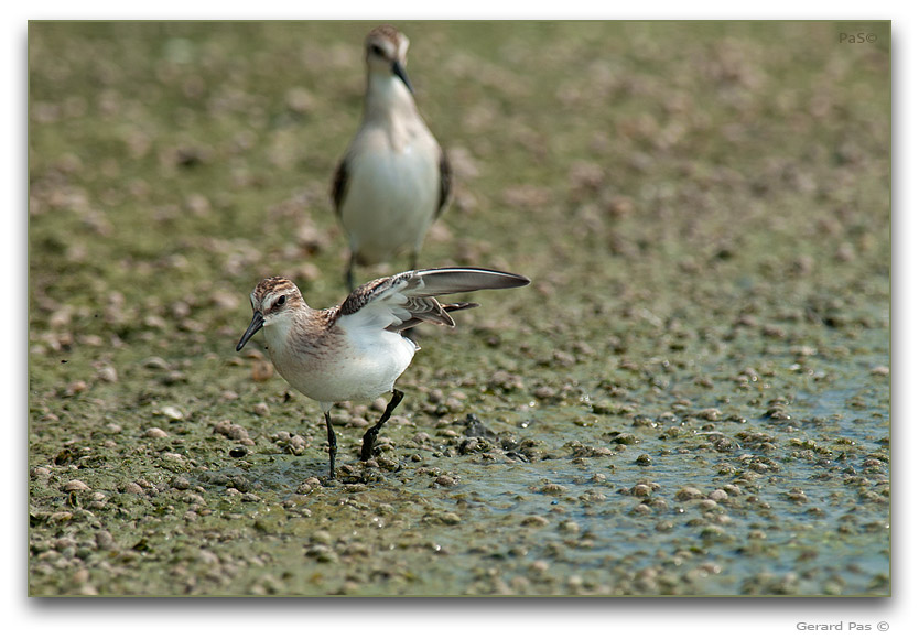 Baird's Sandpiper _DSC30647.JPG - click to enlarge image