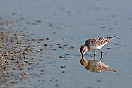 Baird's Sandpiper - click to enlarge
