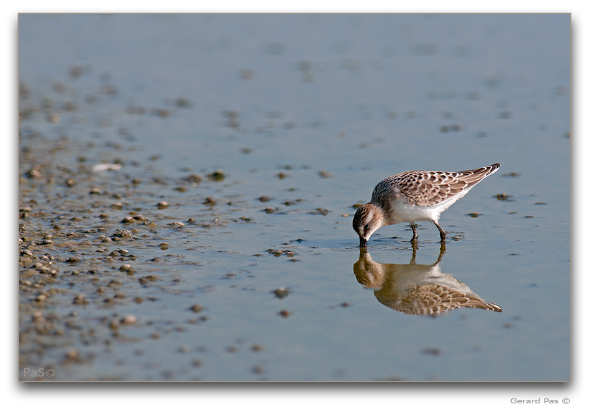 Baird's Sandpiper _DSC30786.JPG - click to enlarge image