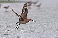 Hudsonian Godwit - click to enlarge