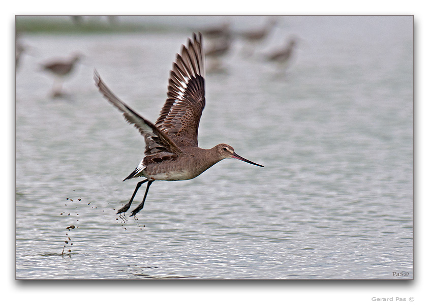 Hudsonian Godwit _DSC31471.JPG - click to enlarge image