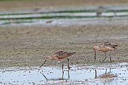 Marbled Godwit - click to enlarge