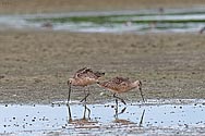 Marbled Godwit - click to enlarge
