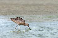 Marbled Godwit - click to enlarge