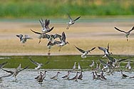 Contradiction of Greater Yellowlegs - click to enlarge