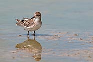 Semipalmated Sandpiper - click to enlarge